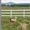 Popular 3 Rail 1.5m Welded Wire Horse Fence Pvc Farm Vinyl Impact Resistance