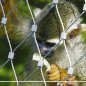 316 Stainless Steel Wire Rope Mesh for Zoo Animal Enclosures