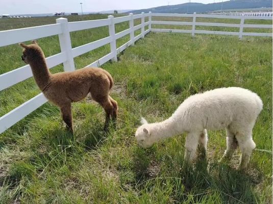 100% Virgin Material Durable 2rails 3rails PVC Paddock Horse Fence Farm Fence