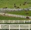 3 Rails 4 Rails White Vinyl Farm Fence For Livestock