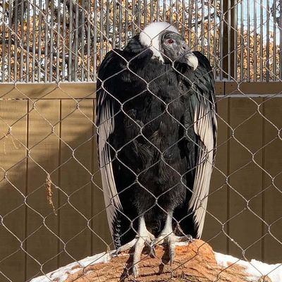 Diamond Flexible Stainless Steel Wire Rope Cable Mesh Zoo Mesh
