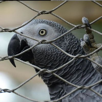 UV Resistant Stainless Steel Wire Rope Mesh with Long Lifespan and Non-Toxic Properties for Zoo Fence and Bird Aviary