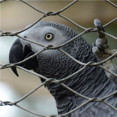 High Strength Knotted Stainless Steel Rope Wire Mesh For Zoo Enclosure
